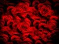 Red rose on blur abstract blur background  design, colorful blurred shaded background, vivid color  illustration. Royalty Free Stock Photo