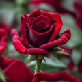 Red Rose with blurred background for Valentines Day.