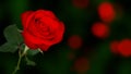 Red rose bokeh