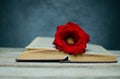 Red rose on a book with black background and wooden table Royalty Free Stock Photo