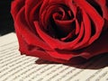 Red rose on the book close up Royalty Free Stock Photo