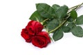 Red rose bouquet flower isolated on white clipping path included Royalty Free Stock Photo