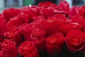 A Red Rose Bouquet: Love Declared