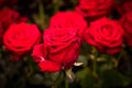 Red rose in a bouquet macro on blurred background, fine art still life vintage Royalty Free Stock Photo