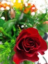 Red Rose in a Bouquet of Multicolored Roses and Flowers Freshly Picked from a Garden for a Wedding