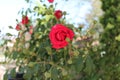 Red rose and bourgeons Royalty Free Stock Photo