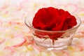 Red Rose in a bowl of water and white petals. Royalty Free Stock Photo