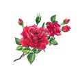 Red rose branch with buds and leaves. Watercolor art