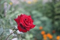 Red Rose on the Branch in the Garden Royalty Free Stock Photo