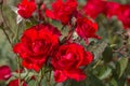 Red Rose on the Branch Royalty Free Stock Photo