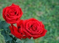Red Rose on the Branch in the Garden. Royalty Free Stock Photo