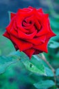 Red Rose on the Branch in the Garden. Bright Red Rose for Valentine's Day. Royalty Free Stock Photo