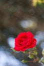 Red rose on the branch in the garden Royalty Free Stock Photo