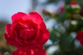 Red rose on the branch in the garden Royalty Free Stock Photo