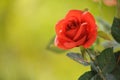 Red Rose on the Branch in the Garden Soft with blurry focus Royalty Free Stock Photo