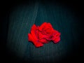Red rose in the breast pocket of a men`s black jacket