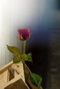 A red rose in a brown box