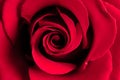 Red rose bud