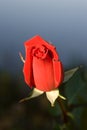 Red rose bud Royalty Free Stock Photo