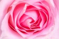 Red rose bud background, close-up. Texture of pink flower petals Royalty Free Stock Photo