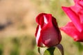Red Rose Bud with Blurred Field Background Royalty Free Stock Photo