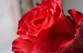 Red rose bud close up macro Royalty Free Stock Photo