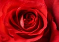 Red rose bud close up macro Royalty Free Stock Photo