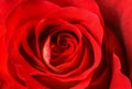 Red rose bud close up macro Royalty Free Stock Photo