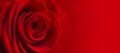 Red rose bud close-up macro. Banner background Royalty Free Stock Photo