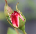 Red rose bud closeup macro after spring rain with water droplets Royalty Free Stock Photo