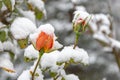 A red rose bud is covered with the first snow on a blurry neutral background of nature. Snowfall and high precipitation in winter,