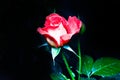 Red rose bud on a dark background close-up Royalty Free Stock Photo