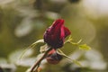 Red rose bud with dew drops Royalty Free Stock Photo