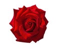 Red rose bud flower isolated on white background. Beautiful blossom for gift birthday, holidays. Royalty Free Stock Photo