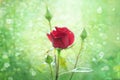 Red rose bud in garden Royalty Free Stock Photo