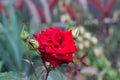 Red rose bud in garden Royalty Free Stock Photo