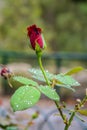 Red Rose bud in the garden over natural background after rain Royalty Free Stock Photo