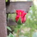 A red rose bud in a garden on a wooden background