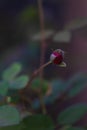 Red Rose Bud. Getting Open Flower. Rose Flower Photography Royalty Free Stock Photo