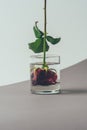 red rose bud in glass of water, valentines Royalty Free Stock Photo