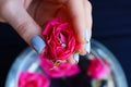 Red rose bud with gold ring in girl hand Royalty Free Stock Photo