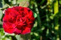 Red rose Bud on green background. Flower for postcards. Red rose on Valentine`s day. M Royalty Free Stock Photo