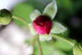 Red rose bud. Green leaf texture. Nature floral background. Organic botanical beauty macro closeup Royalty Free Stock Photo