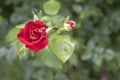 Red rose and bud with green leaves Royalty Free Stock Photo