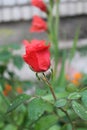 Red rose bud growing with raindrops on leaves in the garden Royalty Free Stock Photo