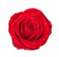 Red rose bud isolated on white Royalty Free Stock Photo