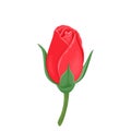 Red rose bud isolated on white background. Vector illustration of a beautiful flower Royalty Free Stock Photo