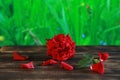 A red rose bud lies on a wooden table with fallen petals on a blurred green background Royalty Free Stock Photo