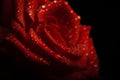 Red rose bud macro drop. background.