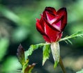 Bright red rose Bud with raindrops, macro Royalty Free Stock Photo